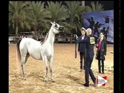 N.129 AL ARYAM ARWA - Ajman 2016 - Mares 5 to 8 years old (Class 5)