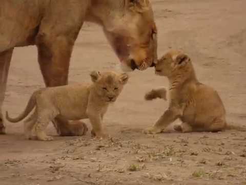 LEONESSA CON CUCCIOLI Kili Sky Safaris