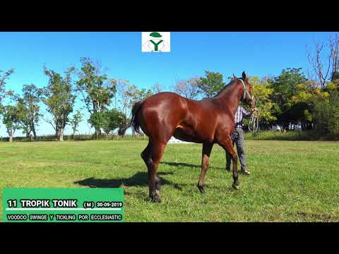 LOTE 11 TROPIK TONIK