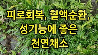 피로회복, 혈액순환, 성기능에 좋은 여러해살이풀