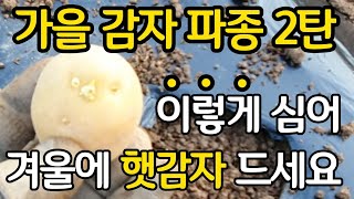 가을 감자 이렇게 심어 겨울에 햇감자 드세요