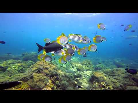Niveau 1 de plongée Marie Noëlle Abyss Amed Bali Indonésie