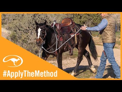 Training Tip: Prepping a Colt on the Ground Before Riding Outside for the First Time