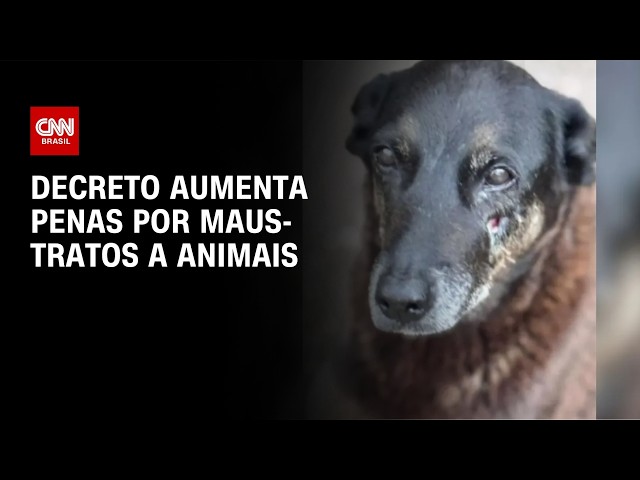 Governo anuncia decreto Cão Orelha, que aumenta penas para maus-tratos | CNN NOVO DIA