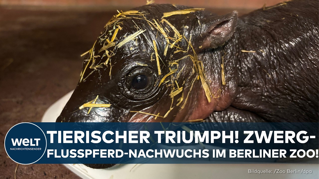 BERLIN: Kleines Kilo-Kraftpaket –  Zwergflusspferd wächst rasant im Berliner Zoo!