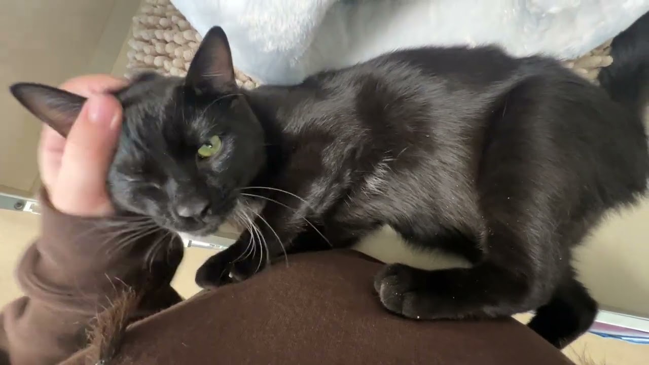 Enlarge Conan Black, a ADOPTABLE Domestic Short Hair in Eatontown, NJ video 2/6