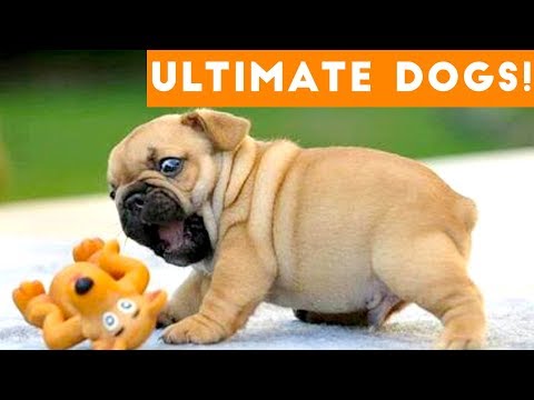 Compilation Video of Gorgeous Puppies