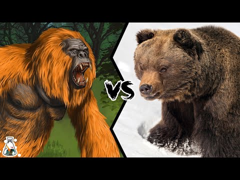 Gigantopithecus vs Grizzly Bear - Who Would Have Won Such a Battle?