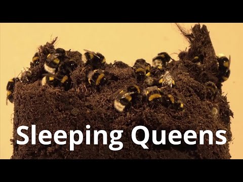 Bumblebee Hibernation - Wintering in a flower pot? Why not! | Bumblebee Breeding Polish Bumblebee