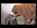 10 Menit Video Tingkah Lucu Kucing Bikin Ketawa Ngakak