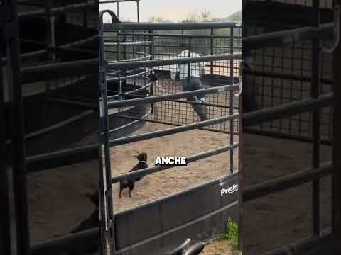 Ci è mancato poco.....