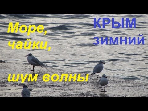 Крым зимний, Пляж, Набережная Судака. Море, чайки, шум волны 31.01.2019