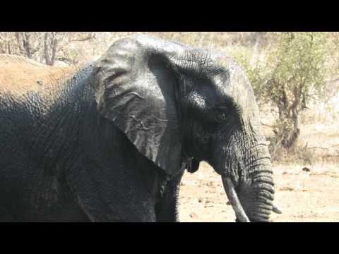 Two Elephants At The Water Hole