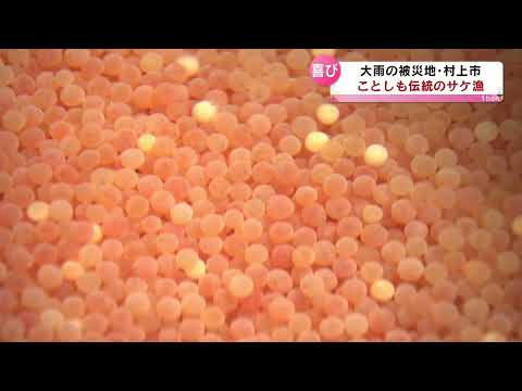 [Área afectada por fuertes lluvias] Ciudad de Murakami, río Mimen, la pesca tradicional del salmón comienza este año [Niigata]