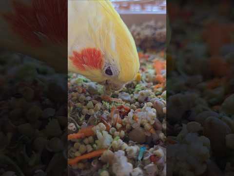 BB Tries Harrison's bird food