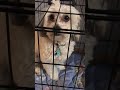 Dog Puts Himself In Timeout