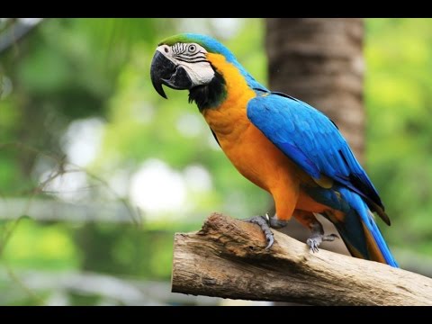 TPM Tamil Songs No. 474 - Ekkala Nadam Tonittedum Neram....