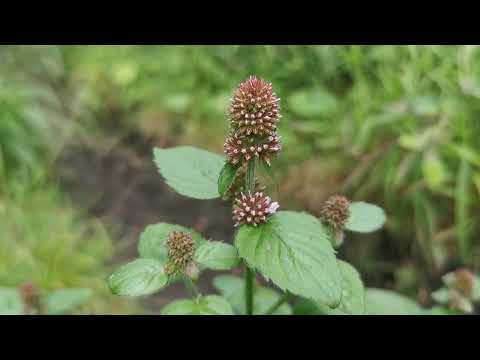 Water mint (Mentha aquatica)