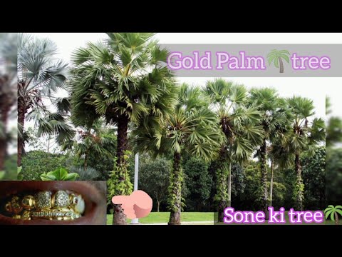 |🙄gold ki dant to Dekhen Honge but soner Talgach Dekhe hn?end tak dekhiye| #Prityvlogs #goldTalgach