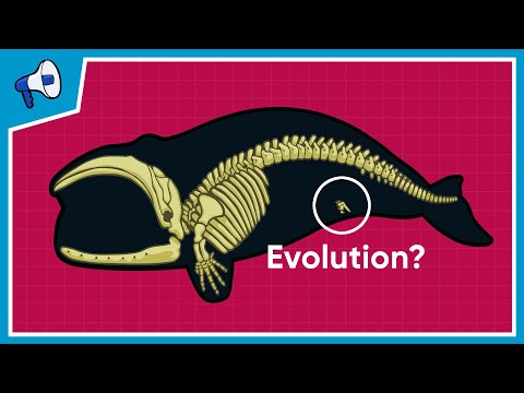 image-What science topic is evolution?
