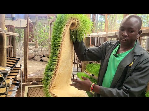 Hydroponics fodder. we make 8kg of fodder from 1kg of barley.