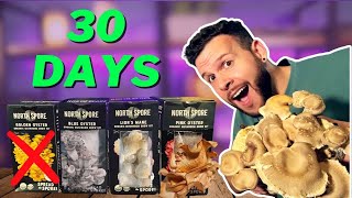 I Tried Growing Mushrooms Indoors as a COMPLETE BEGINNER... 