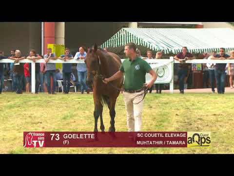 Show AQPS 2018 Lot 73 - GOELETTE