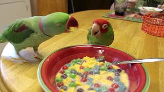 Parrots Fight Over Cereal