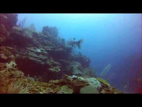 Diving The Belize Barrier Reef, Eagle Ray Canyon