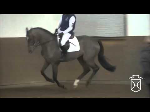 3j. Stute Cascadello - Cassini I - Acord II