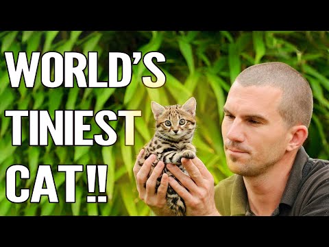 Rusty Spotted Cat : Everything About The World's Smallest Cat !!