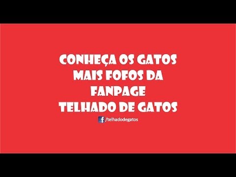 Fotos - Facebook Telhado de Gatos