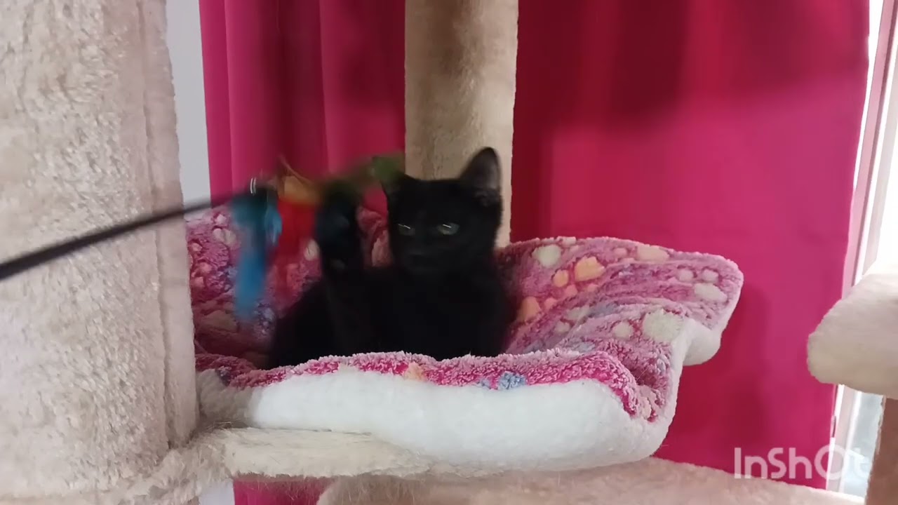 Harriet Louise, an adopted mixed breed in Mesa, AZ video 4/4