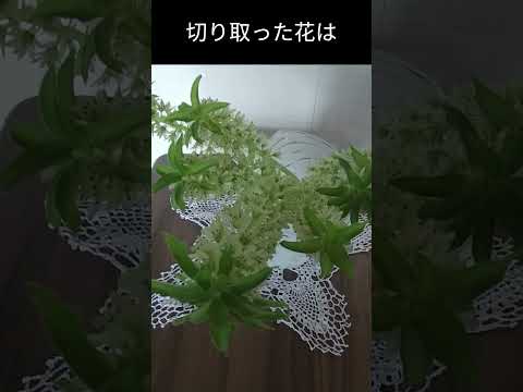 トキユリ、パイナップルユリ 植物