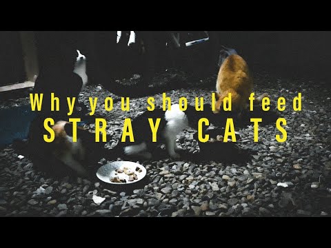 Why we should feed stray cats?