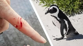 PENGUINS BITE!