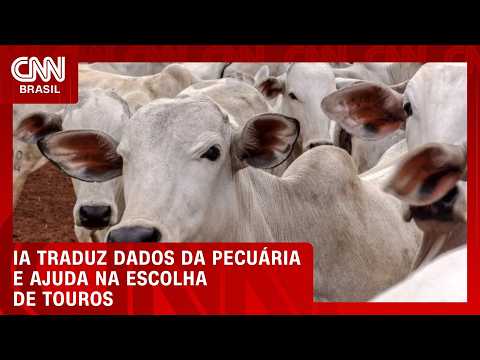 IA traduz dados da pecuária e ajuda a escolher touros para reprodução | CNN AGRO NEWS
