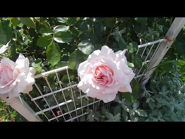 Rose Alexandra - Princesse de Luxembourg в саду