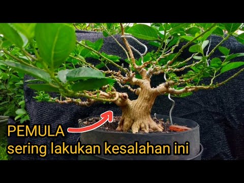 Beginners MUST know, don't place sub-branches like this