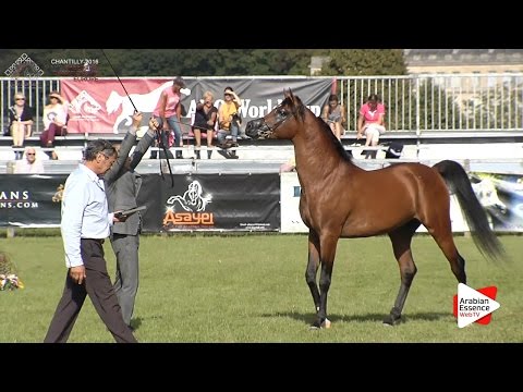 3rd - N.86 PAN AL SHARIF - Chantilly 2016 ABCE - Colts 3 years old (Class 8)