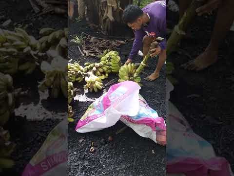 LAGATIC FARM - SAN NARCISO QUEZON