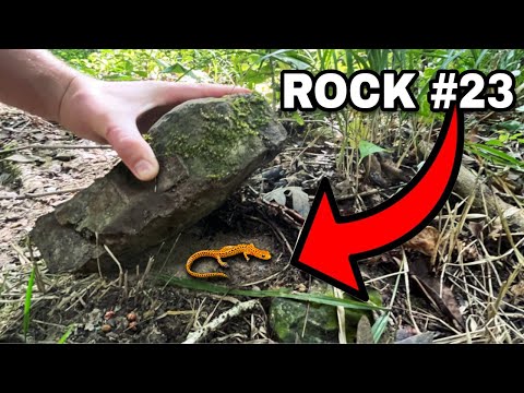 I flipped 25 rocks and what I found SHOCKED me...