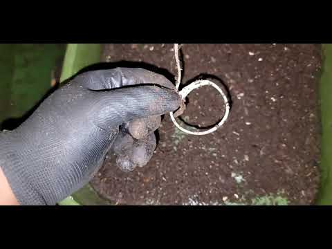 hungry bin worm farm- feed apples