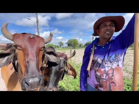 Feira de Cavalos do Bola em Monteiropolis - AL 14 - 06 - 2026 #nordeste