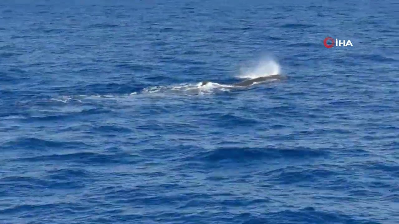 Göcek açıklarında balina görüntülendi