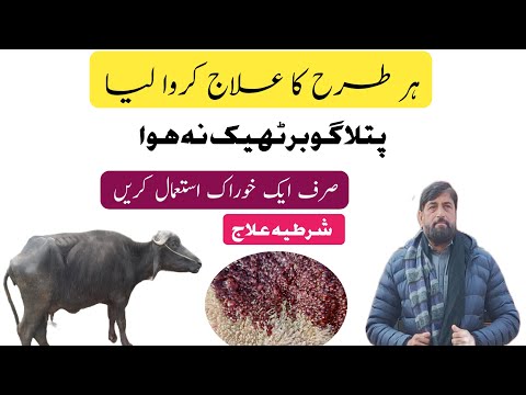 Best Diarrhea Treatment صرف ایک خوراک میں In Cow Buffalo Goat | Patlay گوبر Ka 💯 علاج Single Dose