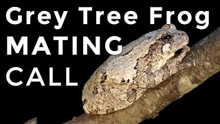 Grey Tree Frogs: How To Identify Their Mating Calls & Sounds!