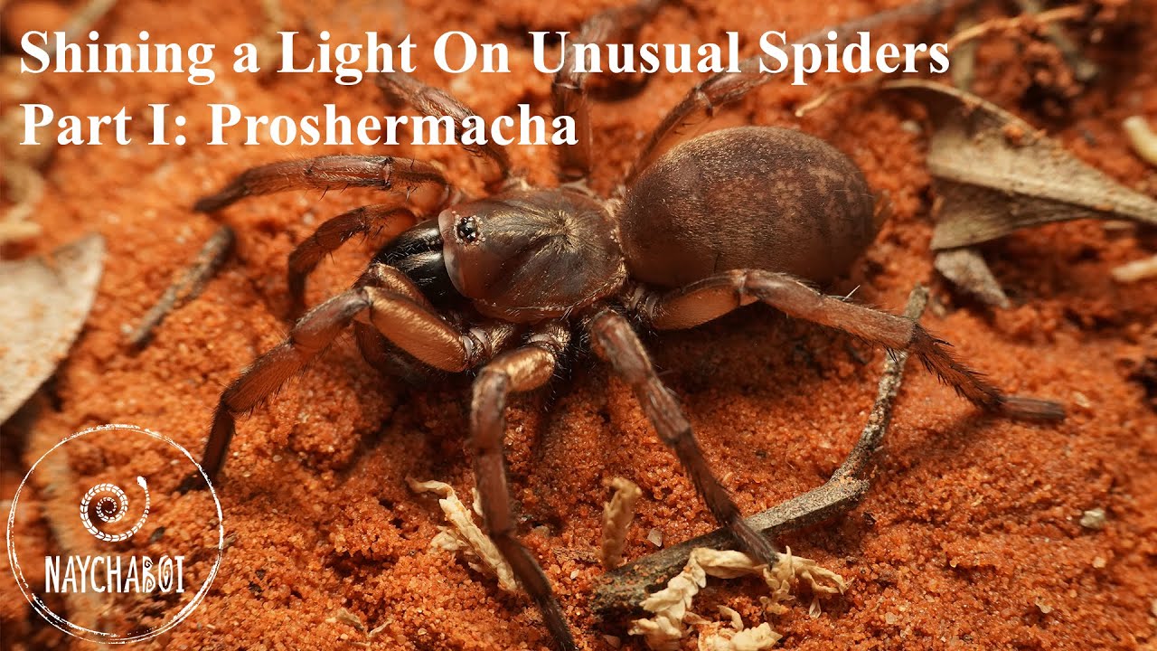 Shining a Light On Unusual Spiders - Part I: Proshermacha