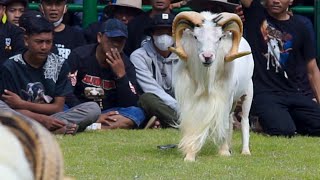 Download lagu KERAMAIAN KONTES DOMBA GARUT || Bule Dogar Kota Bandung mp3