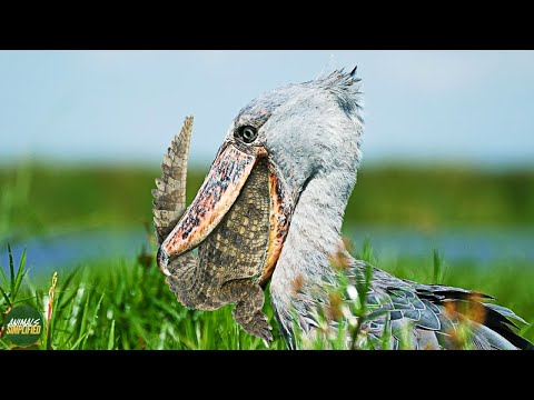 Shoebill Stork: The Prehistoric Master Hunter Of The Wetlands